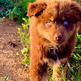 Valor - Red tri-color male Australian Shepherd puppy in Mineral Wells, Texas from A6 Australian Shepards