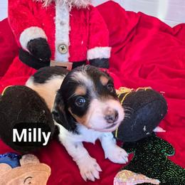 AKC MILLY - Piebald female Dachshund puppy in Bangs, Texas from Lickin'bach Miniature Dachshunds