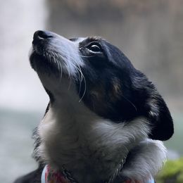 CC - Pembroke Welsh Corgi