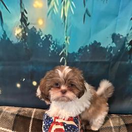 Boaboa - Black gold and white male Shih Tzu puppy in Conroe, Texas from Shihtzu Happen