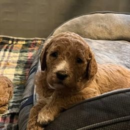 Goldendoodle and Pomeranian Puppies from Puppy Love Heaven