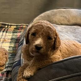 Goldendoodle and Pomeranian Puppies from Puppy Love Heaven