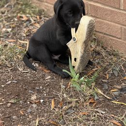 Hermes - Black male Labrador Retriever puppy in Eden, North Carolina from Black House Sports Dogs