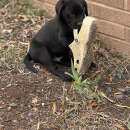 Hermes - Black male Labrador Retriever puppy in Eden, North Carolina from Black House Sports Dogs