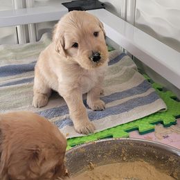 Golden Retriever Puppies from Middlecreek Goldens