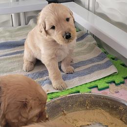 Golden Retriever Puppies from Middlecreek Goldens