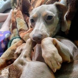 Hennessey - Dachshund