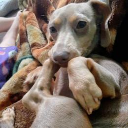 Hennessey - Dachshund