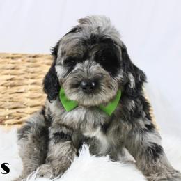 Oreo O's - Merle male Goldendoodle puppy in Casa Grande, Arizona from AzDoodle Dandies