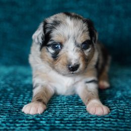 Lexus - Blue merle female Miniature American Shepherd puppy in Kamuela On The Big Island, Hawaii from Royal Hawaiian Aussies LLC