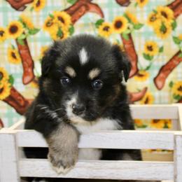 Black Tri 1 - Black tri female Miniature Australian Shepherd puppy in Ronan, Montana from Dirt Road Aussie’s of Montana