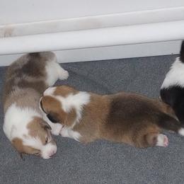 American Corgi and Pembroke Welsh Corgi Puppies from Faery Mount Farm