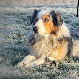 Indigo - Australian Shepherd