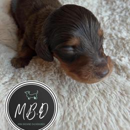 Clement - Chocolate and tan male Dachshund puppy in Nashville, Tennessee from Mini Browne Dachshunds