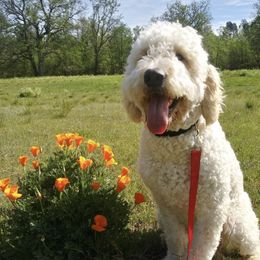 Aussiedoodles and Goldendoodles from Doodles of Northern California