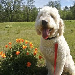 Aussiedoodles and Goldendoodles from Doodles of Northern California