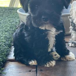 Eric - Black male Miniature Schnauzer puppy in San Bernardino, California from Rose Lane Schnauzers