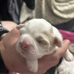 Huey - Gold and white male Shih Tzu puppy in Manquin, Virginia from Koda Bears Cubs