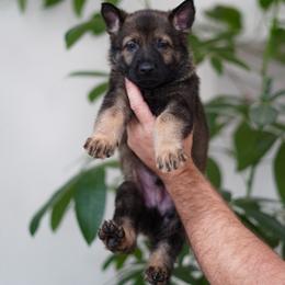 Levi - Sable male German Shepherd puppy in Coarsegold, California from Yosemite Shepherds