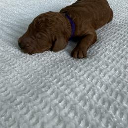 Lucy - Red  female Poodle puppy in Cape Coral, Florida from Ruby the poodle