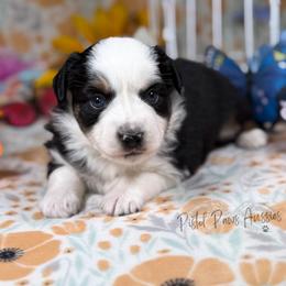 Love Bug - Black tri female Toy Australian Shepherd puppy in Liberty Hill, Texas from Pistol Paws Aussies