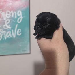 Black Female 3 - Black female Pug puppy in Olin, North Carolina from Piggy Pugs