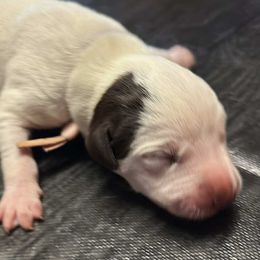 Piglet - White and liver brown female Dalmatian puppy in Fort Cavasos, Texas from Mainstreet Dalmation