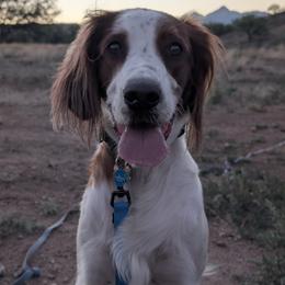 Irish Red and White Setters from Cairdeas
