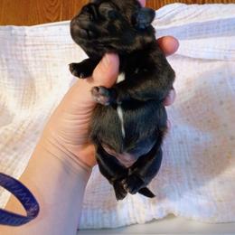 Black female AKC - Black female Pug puppy in Fall Creek, Wisconsin from Heartville Pugs
