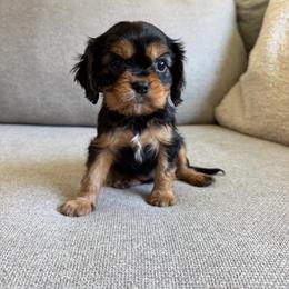 Juno - Black and tan female Cavalier King Charles Spaniel puppy in Fresno, California from CaliCavaliers