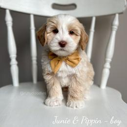 Australian Labradoodle Puppies from Rutu Australian Labradoodles