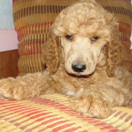 Poodle Puppies from Kokopelli Standard Poodles