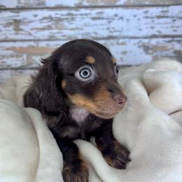 Astra AKC-CKC - Chocolate and tan female Dachshund puppy in Tecumseh, Oklahoma from MoonBerry Miniature Dachshunds