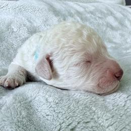 Boy 3 - male Poodle puppy in Screven, Georgia from Dreamland Standard Poodles