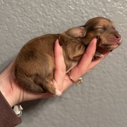 Chocolate Cream Dapple - Dapple female Dachshund puppy in Grandview, Texas from LF & Co Dachshunds