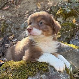 Zorro - Red tri-color male Australian Shepherd puppy in Grants Pass, Oregon from Carmel Mountain Aussies