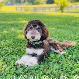 Kahlua - Goldendoodle