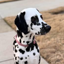 Pepper - Dalmatian