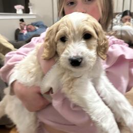 Black - Parti male Goldendoodle puppy in Millville, New Jersey from Michelle's Doodles