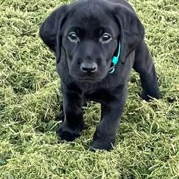 Labrador Retriever Puppies from Crout Kennels