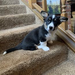 Girl 1 - Black and white Cardigan Welsh Corgi puppy in Amsterdam, New York from Castle Cardigan Welsh Corgis