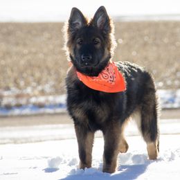 German Shepherd Puppies from Journey's German Shepherds (Kennel Vom Himmel)