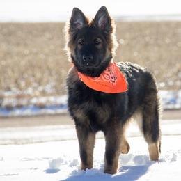 German Shepherd Puppies from Journey's German Shepherds (Kennel Vom Himmel)