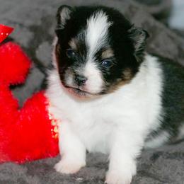Valentino - Black and tan parti male Pomeranian puppy in Bremen, Indiana from AMS Pomeranians and Pomskies in Indiana