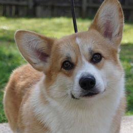 Pi - Pembroke Welsh Corgi