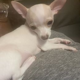 Chihuahua Puppies from Pittsburgh Paw Prints