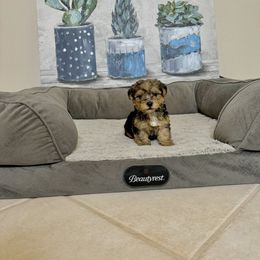 Morkie Puppies from Smart Farms