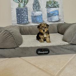 Morkie Puppies from Smart Farms