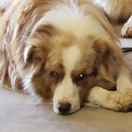 DENVER - Australian Shepherd