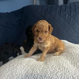 Petal - Red  female Poodle puppy in Winter Haven, Florida from Herdez’s Poodles